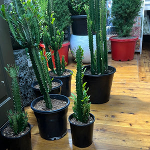 Euphorbia trigona, African milk tree