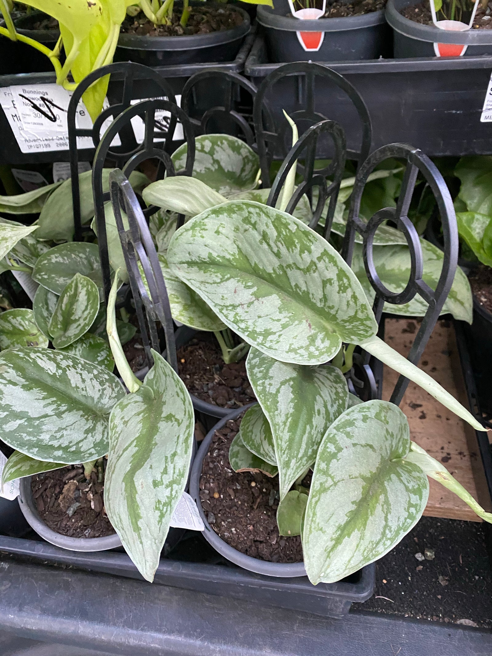 Scindapsus pictus argyreaus ‘satin pothos’ he