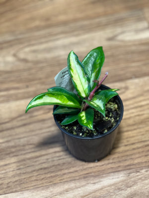 Hoya carnosa krimson princess