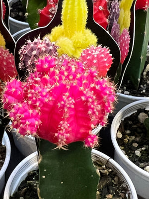 Rainbow crafted cactus