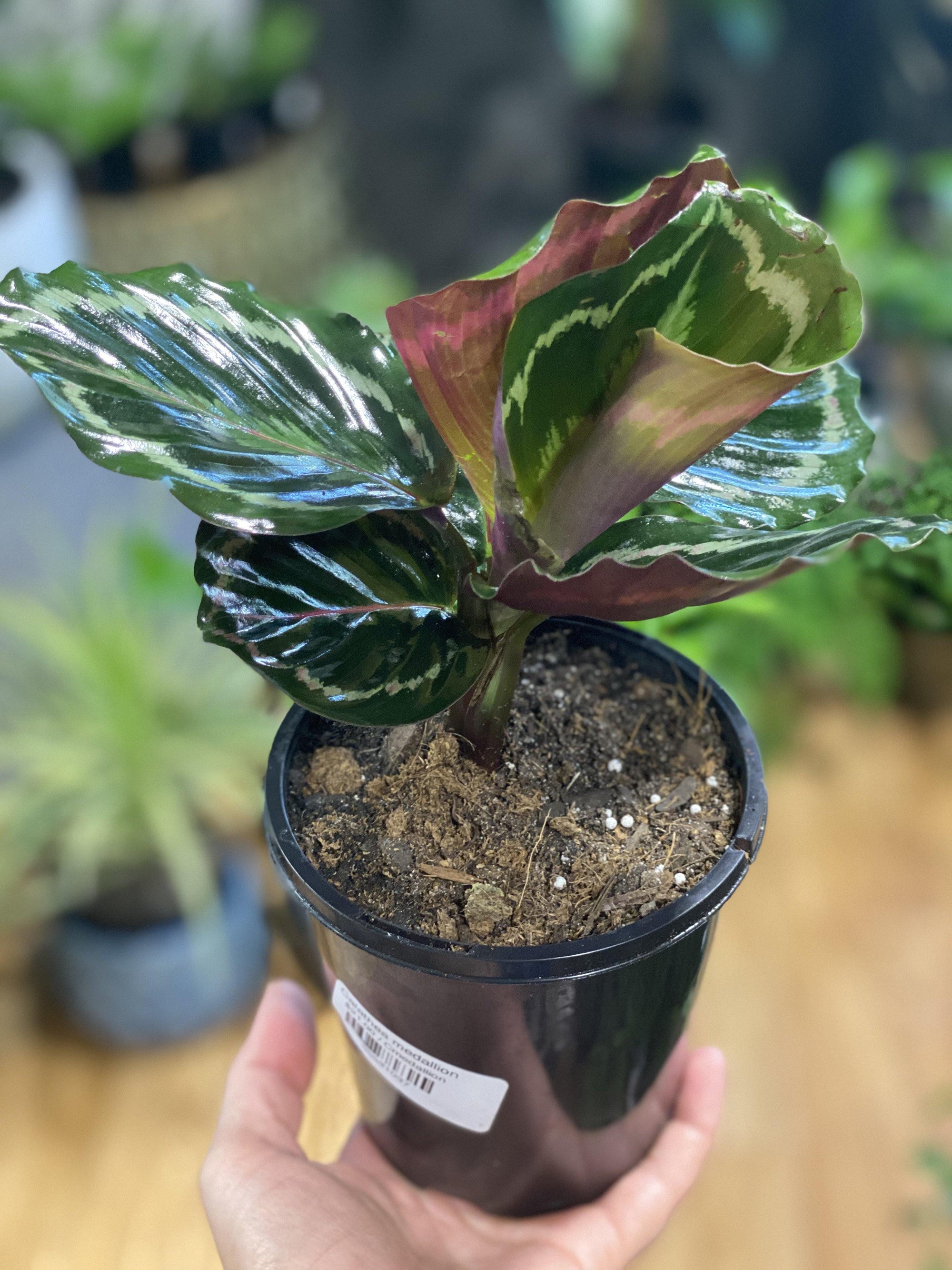 Calathea medallion - Artisans Garden Nursery