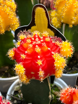 Rainbow crafted cactus