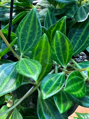 Peperomia angulata diamond