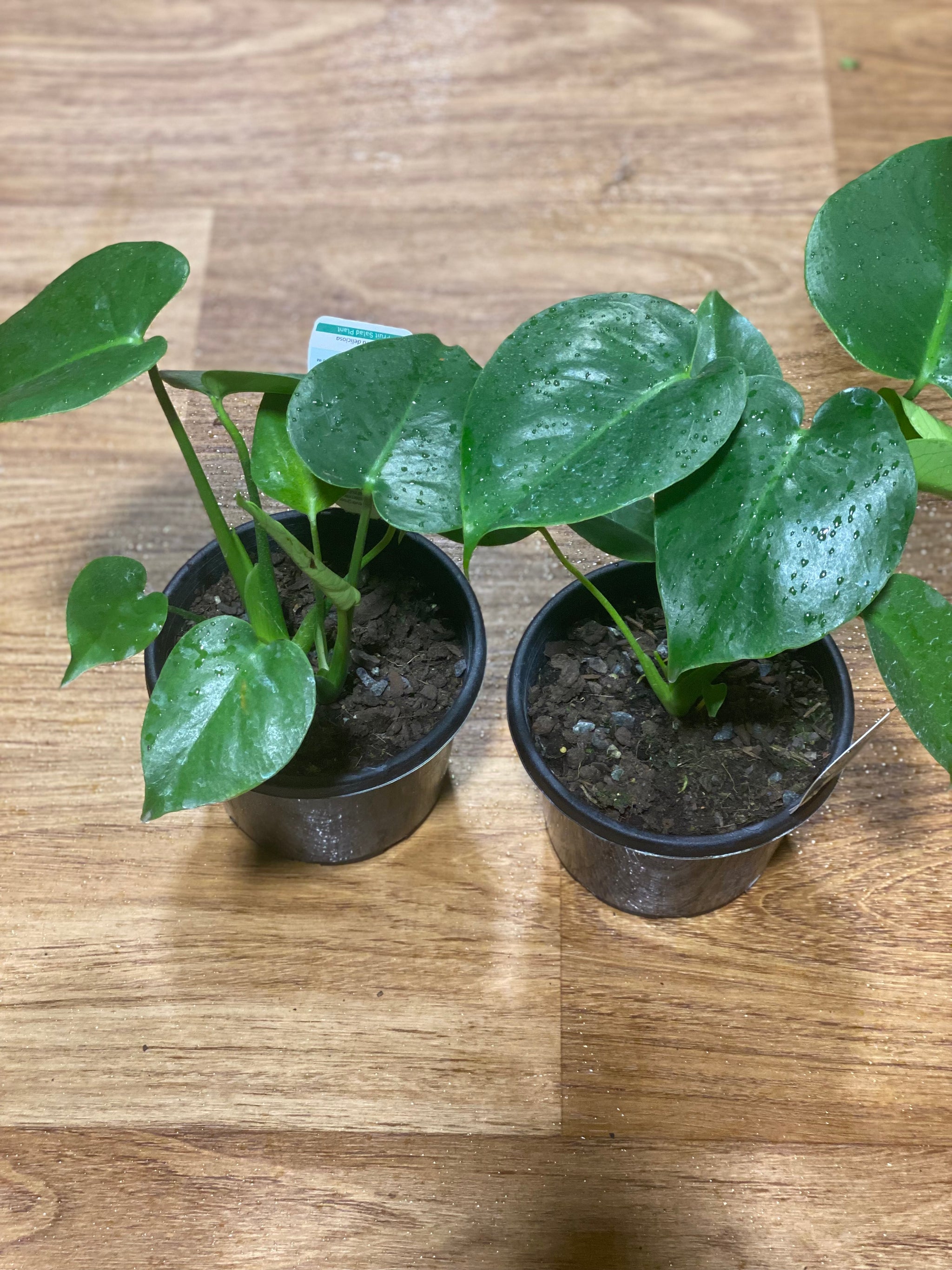 buy monstera deliciosa sydney Monstera deliciosa
