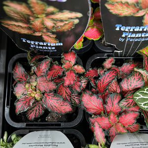 fittonia nerve plant assorted