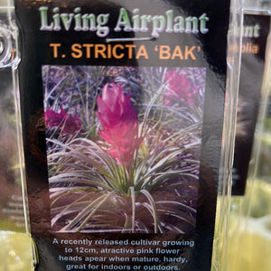 Tillandsia gift