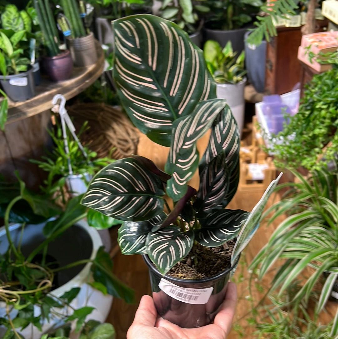 Calathea sanderiana