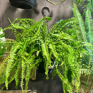 Boston fern nephrolepis exalta