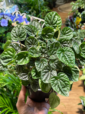 Peperomia caperata "emerald ripple"