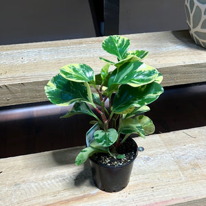 Peperomia obtusfolia mixed varieties