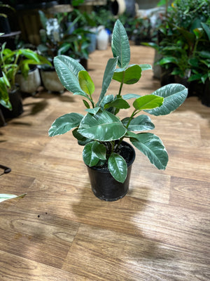 Ficus elastica "Tineke"