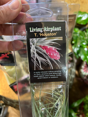 Tillandsia gift