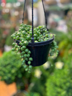 String of pearls . Senecio rowleyanus