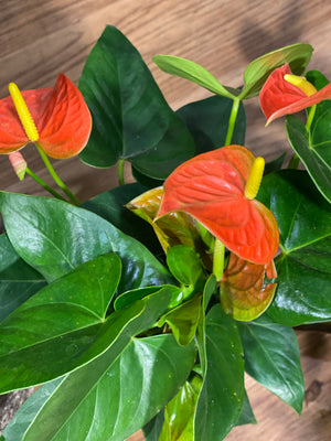 Anthurium mixed