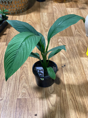 Spathiphyllum sensation