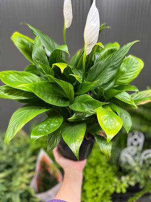 Spathiphyllum  (Peace Lily)