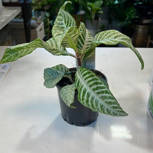 Aphelandra “zebra plant”