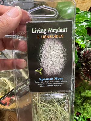 Tillandsia gift