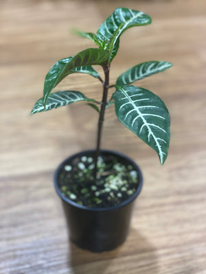 Aphelandra “zebra plant”