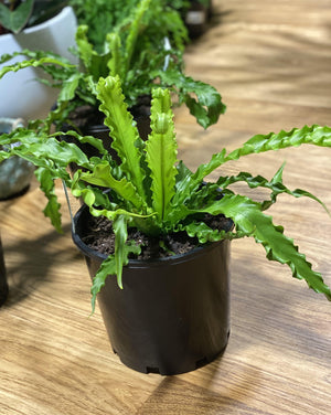 Asplenium Osaka "Birds Nest Fern" - Artisans Garden Nursery