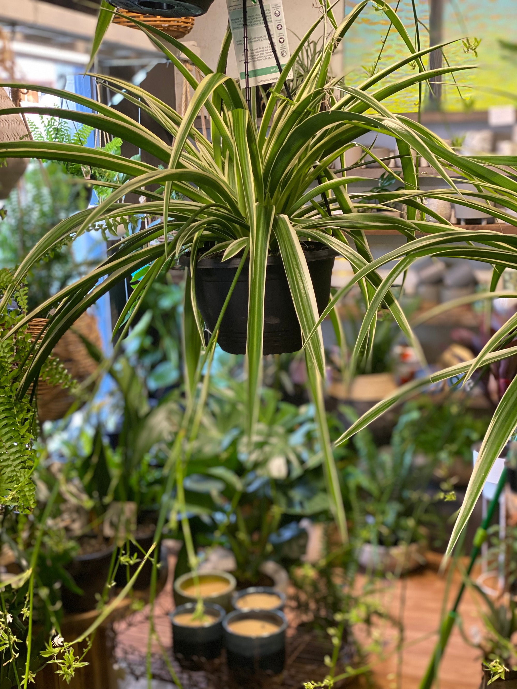 Chlorophytum ‘ ribbon plant’ , ‘spider plant’