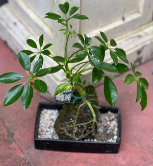 Bonsai on rock