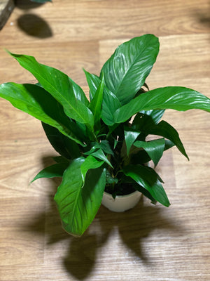 Spathiphyllum  (Peace Lily)