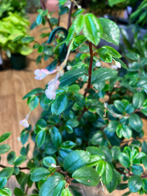 Begonia foliosa "fern leaf"