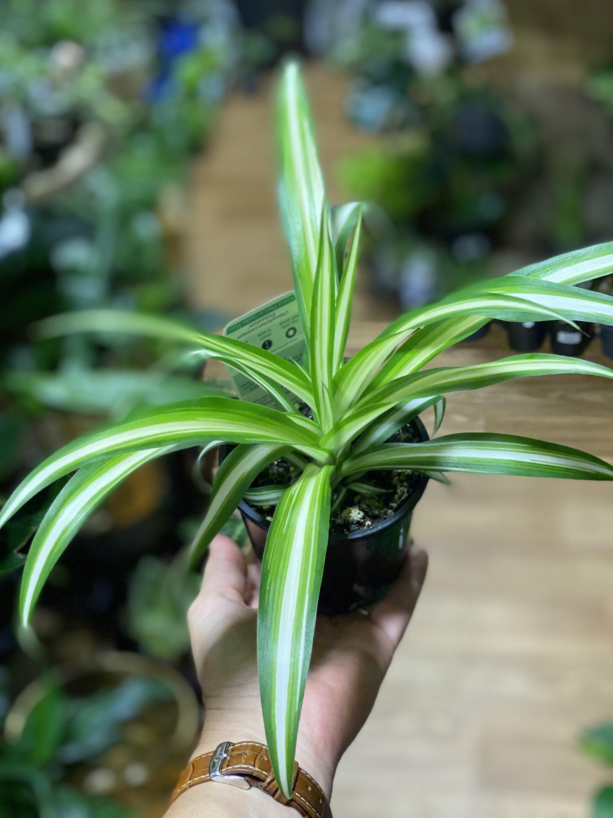ribbon spider plant Spider Plant Chlorophytum