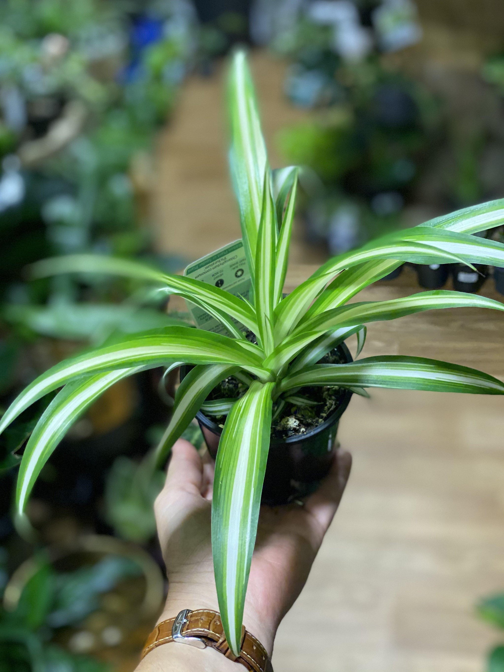 chlorophytum picturatum Spider Plant Chlorophytum