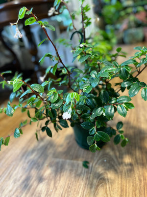 Begonia foliosa "fern leaf"