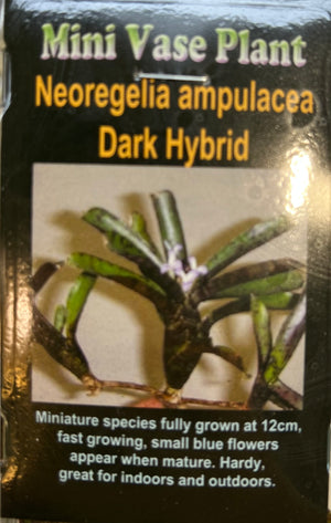 Tillandsia gift
