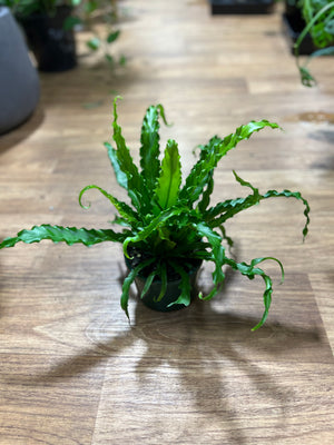 Asplenium Osaka "Birds Nest Fern"