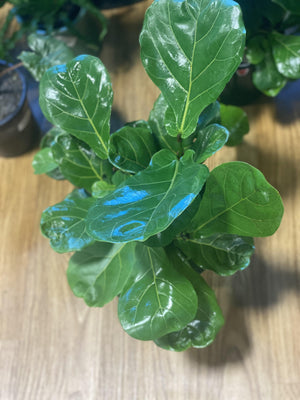 Ficus lyrata “ fiddle leaf ficus” - That Plant Shop
