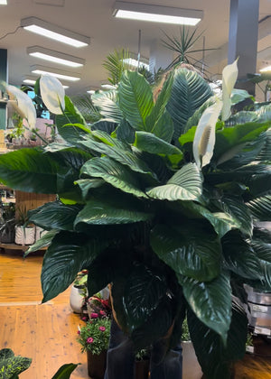 Spathiphyllum  (Peace Lily)