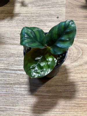 Calathea trifasciata