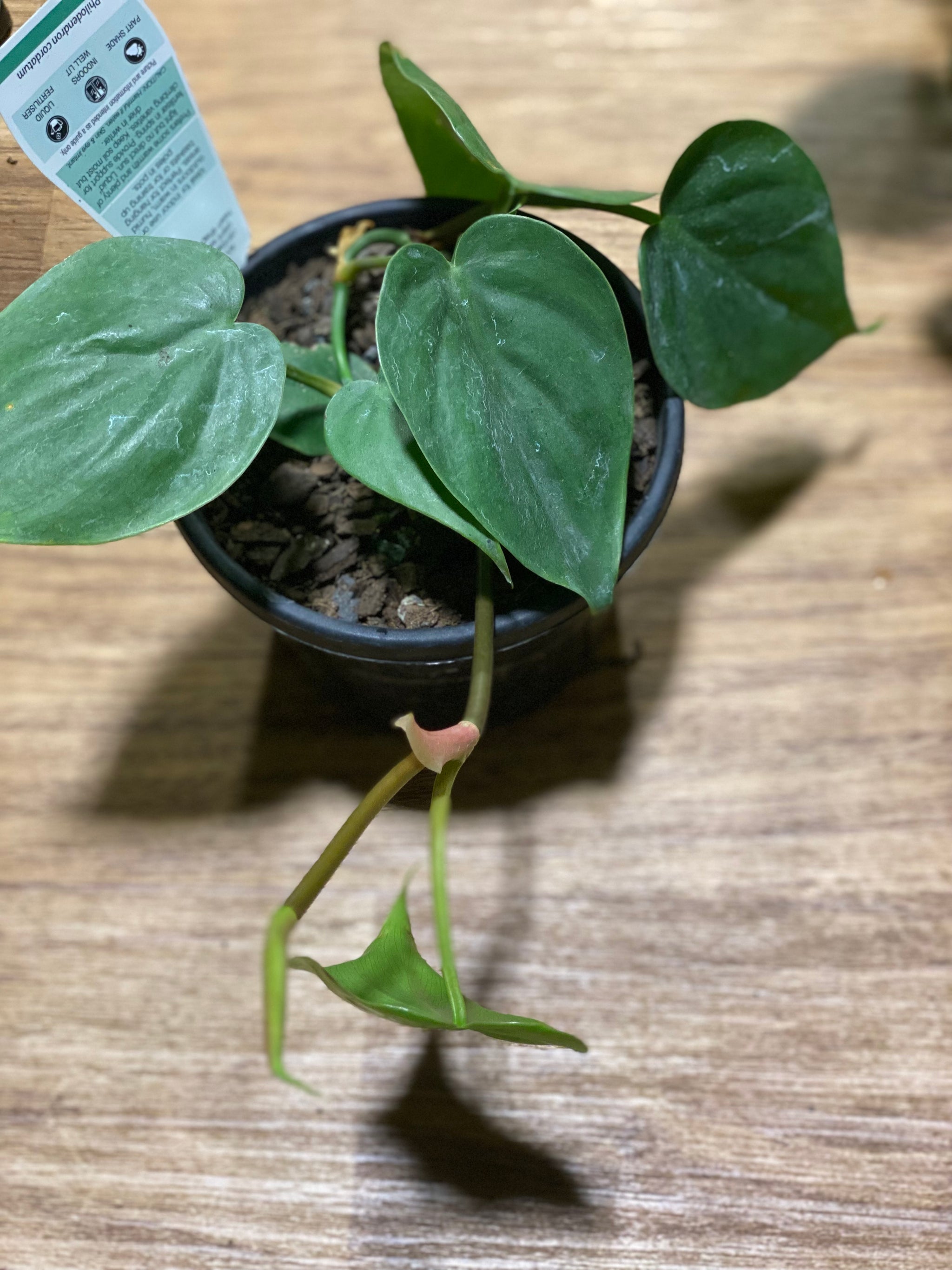 philodendron cordatum varieties Philodendron Cordatum heart leaf