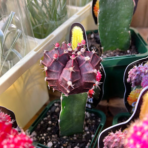 Rainbow crafted cactus